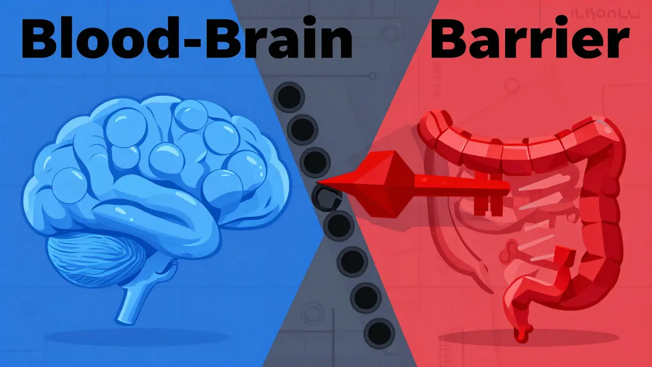 Illustration der Blut-Hirn-Schranke und der Wirkung von PAMORAs im Darm.